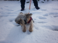 fredi na snega!!!...