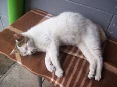 КОТЕТО