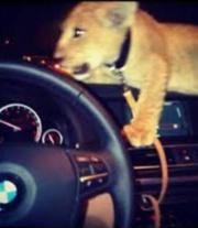 Аватар
