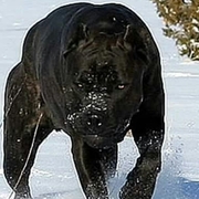 Аватар