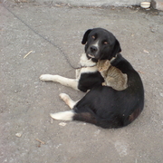Аватар