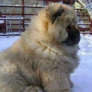 Аватар