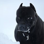 Аватар