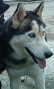Аватар